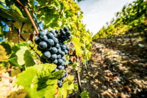 From Florence: Tuscany Wine & Food Tour with Guide - Getting to Piazzale Montelungo without the headache
