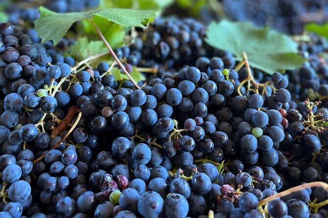 Grape Stomping Experience and Wine Tasting - Key Things I’d Remember Before You Go