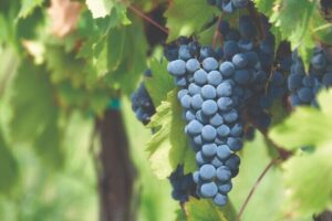 Grape Stomping Experience and Wine Tasting - The cellar tour at the start: you’ll know what you’re doing