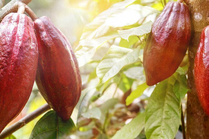 Guided tour of the Artisan Chocolate Factory in Tuscany - Price and Value: Is $100 for 1.5 Hours Worth It?