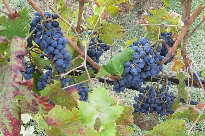 HALF-DAY: Chianti Classic Tour with Wine Experience & visit of San Gimignano - A Half-Day Escape to Chianti and San Gimignano