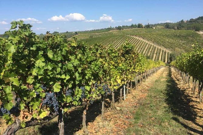 Half-day Chianti Classico Wine tour from Florence - Small Group - Stop two on Strada Statale 222 Chiantigiana: farm tastings with oil and balsamic