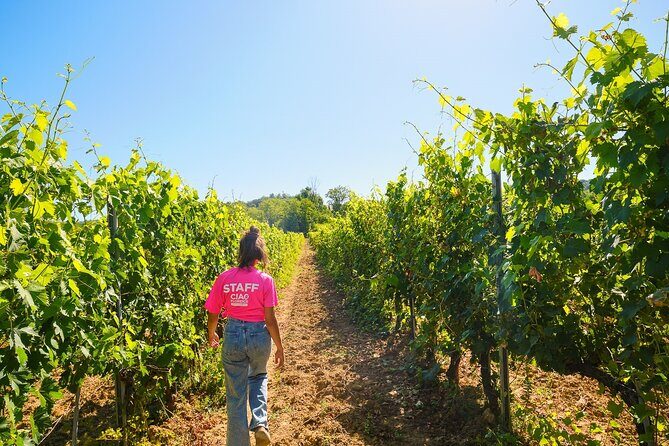 Half-day Experience to San Gimignano Hills with Picnic and Wine - From Florence in Five Hours: How the Day Flows