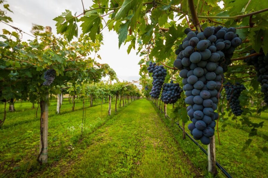 Half-day Hills Experience to San Gimignano with Pic Nic Wine - Key Things That Make This Tour Worth Your Time
