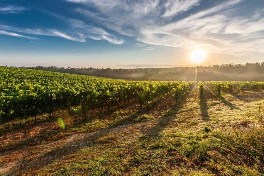 Half-Day Tour from Florence: Chianti Colors & Flavors - Who This Tour Suits Best (and Who Might Want Something Else)