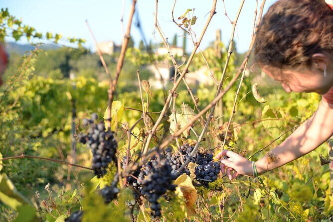 Hike & Wine Tour - Vicchio’s Piazza Giotto to the Tuscan countryside hills
