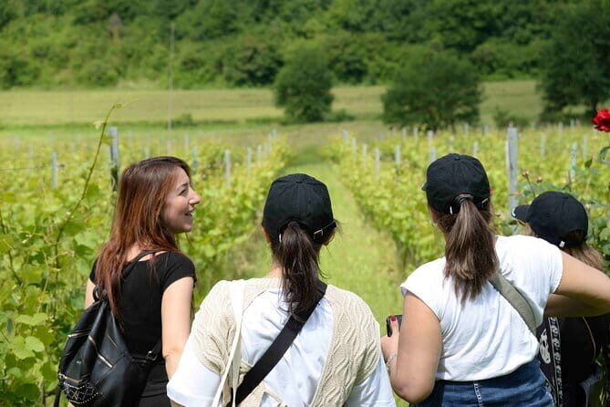 Hike & Wine Tour - Estate winery time: wine tasting plus olive oil tasting