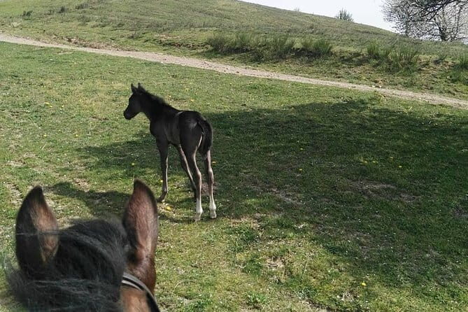 Horse ride in the Mugello (transfer from / to Florence) and Tuscan aperitif - Safety and Comfort: Helmet, Guide, and a Practical Ride Style