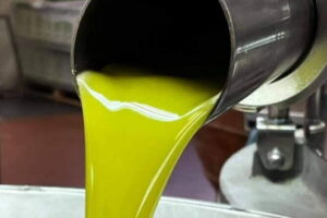 Horse ride, Olive Oil and local foods tasting in a Tuscan farm - Stop 2: the olive oil estate in the upper Arno Valley
