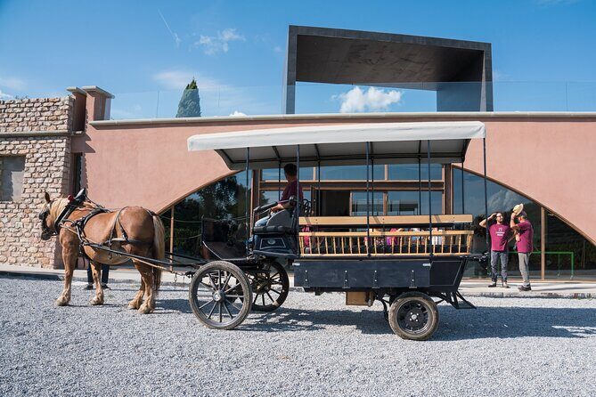 In a carriage among the vineyards, visit of the cellar, tasting of organic wines. - Horse-drawn carriage details that matter for your comfort