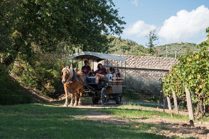 In a carriage among the vineyards, visit of the cellar, tasting of organic wines. - Price and value: what $89.01 actually buys you
