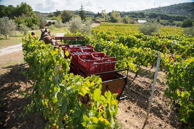 In a carriage among the vineyards, visit of the cellar, tasting of organic wines. - Timing, pace, and how to plan your day