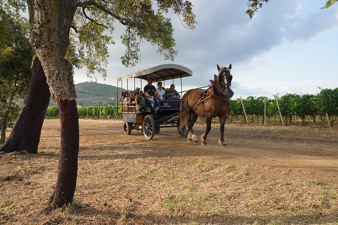 In a carriage among the vineyards, visit of the cellar, tasting of organic wines. - The Tenuta Casadei estate: biodiversity and Biointegral in human terms