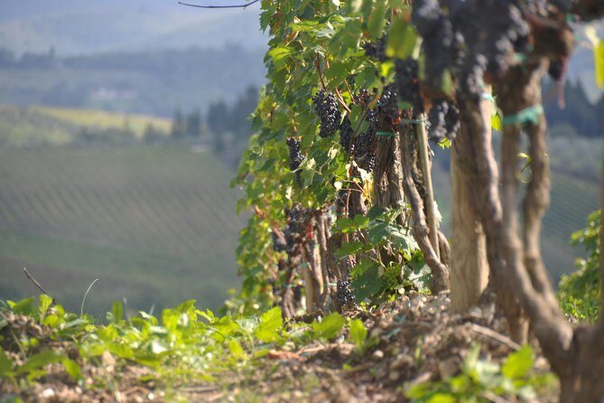 It's Wine Time! 2 wineries & farm-to-table lunch—max 8 pp - Second winery stop: more contrast, more story