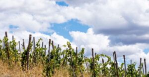 La Maliosa Farm Experience & Wine Tasting - The walk and Big Bench #235 in Manciano: views first, context second