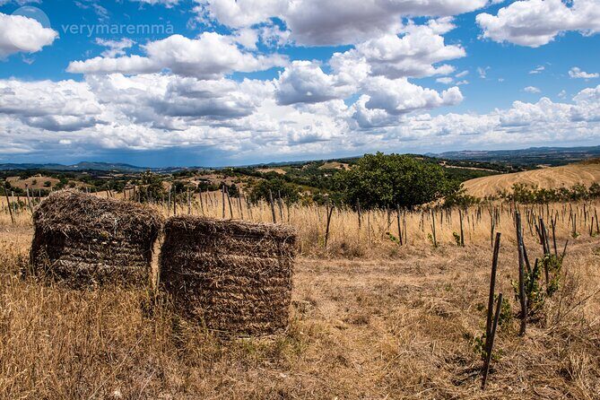 La Maliosa Farm Experience & Wine Tasting - Price and logistics: is $54.06 worth it?