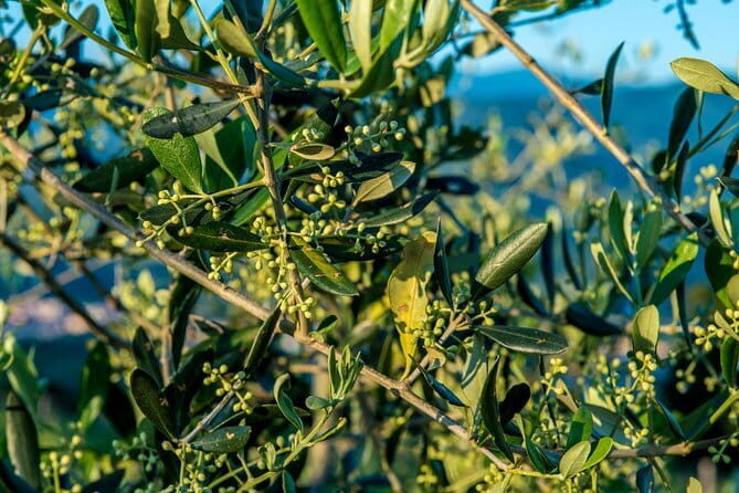 Leonardo Da Vinci's wind mill visit and Organic olive oil tasting - Quick highlights to know before you go