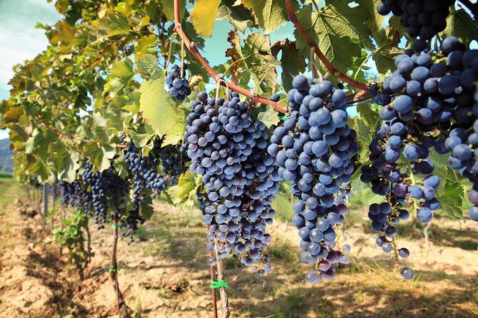 Livorno Shore Excursion: Chianti and Tuscany Countryside Private Wine Tour - Greve in Chianti: your first real taste of the region