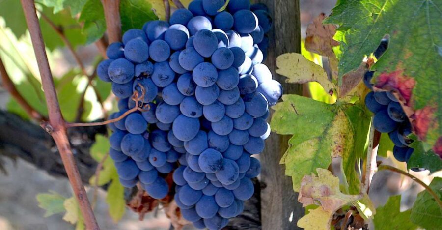 Montalcino: Small-Group Brunello Wine Tour from Florence - Who this tour fits best (and who should skip it)