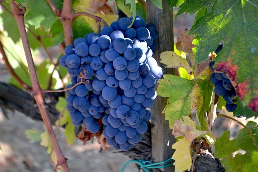 Montalcino: Small-Group Brunello Wine Tour from Florence - Entering the wineries: what “cellars and tasting” really means here
