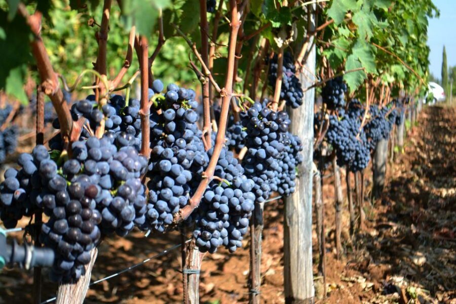 Montalcino: Small-Group Brunello Wine Tour from Florence - Lunch in Montalcino: a needed reset, with possible portion expectations