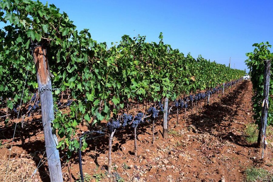 Montalcino: Small-Group Brunello Wine Tour from Florence - Stop-in Montalcino time: using the break well