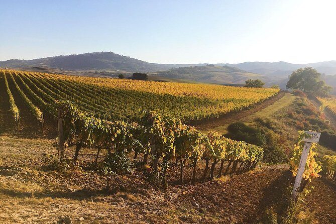 Montalcino wine tour - The Conti Costanti stop: tasting from one of the oldest basements