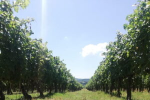 Open Top Van!! Half Day in Chianti with Wine Tasting - Open-Top Van Drive: Sun, Wind, and Better Photos