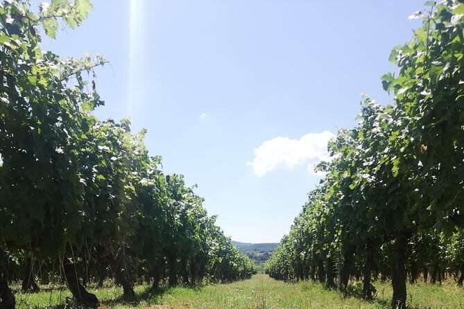 Open Top Van!! Half Day in Chianti with Wine Tasting - Open-Top Van Drive: Sun, Wind, and Better Photos