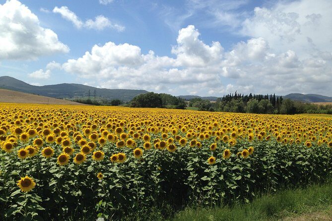 Pisa and San Gimignano Tour from Florence - Driver experience: the difference between good and great