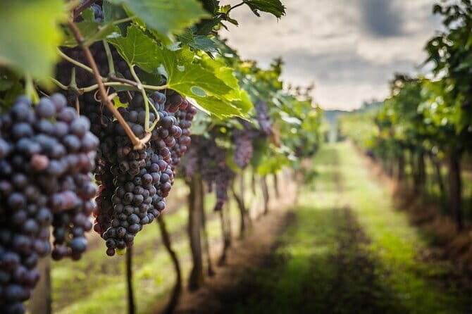 Private Chianti Wine Tasting from Florence, Half Day Experience - Key Points You’ll Care About