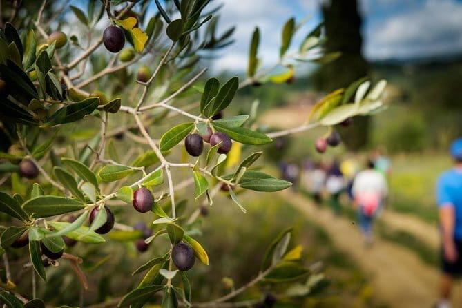 Private Classic Wine Tour in Chianti from Florence - Three winery tastings in the Classico zone: how to get more out of each stop