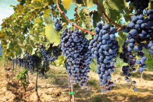 Private daytrip to Siena & Chianti wine country, with wine tasting from Florence - Greve in Chianti: piazza life, wine shop time, and Falorni energy