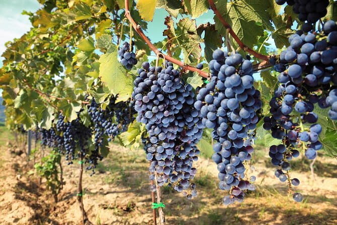 Private daytrip to Siena & Chianti wine country, with wine tasting from Florence - Greve in Chianti: piazza life, wine shop time, and Falorni energy