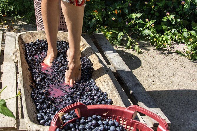 Private Grape stomping in Chianti from Florence - Key points