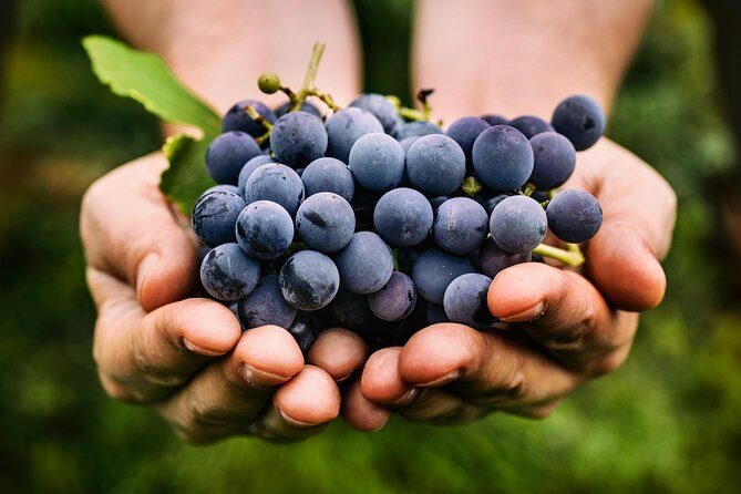 Private Grape stomping in Chianti from Florence - Castellina in Chianti: using free time well in a medieval-feeling village