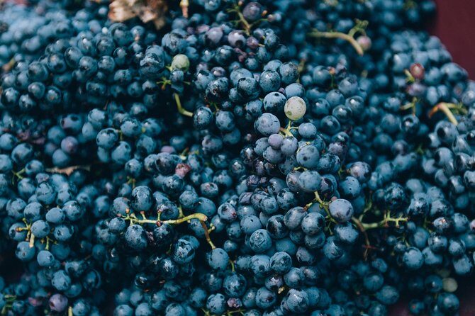 Private Grape stomping in Chianti from Florence - Who should book—and who might prefer something else