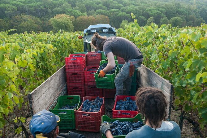PRIVATE Half-Day Tour: Chianti Classico Wine Experience. - Quick takeaways