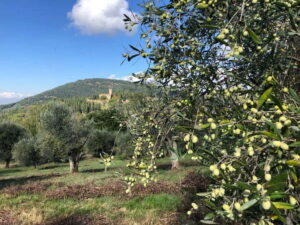 Private Hiking Florence Tour with Wine and Lunch or semi-pri - Getting to the trail: a short minivan ride that sets the tone