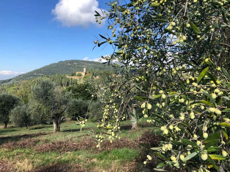 Private Hiking Florence Tour with Wine and Lunch or semi-pri - Getting to the trail: a short minivan ride that sets the tone