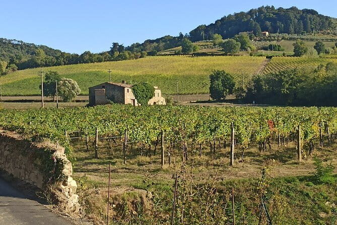PRIVATE TOUR: Chianti Afternoon tour with visit to 2 wine farms - Key moments that make this Chianti tour work