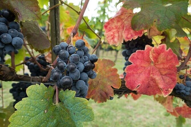 Private Tour: Chianti Winery, Montefioralle, and Greve in Chianti - Getting There: Piazza Adua, a Minivan Ride, and Real-Time Comfort