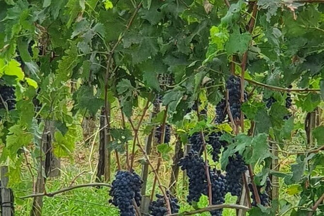 Private Tour of Chianti Siena and San Gimignano by Minivan - Service Quality: What Makes Guides Like Francesco or Gino Matter