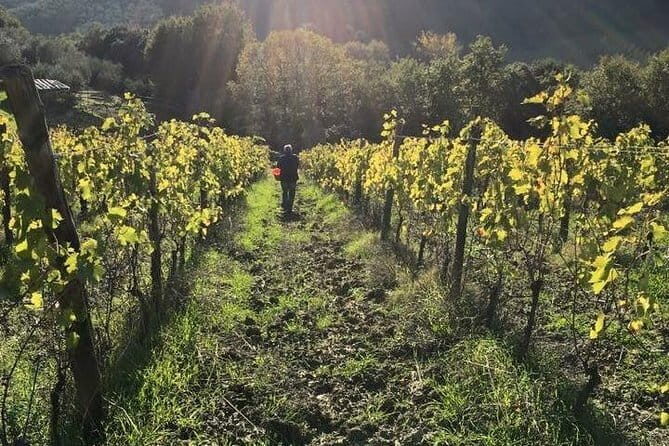 Private Tour of San Gimignano & Siena - A Private Florence-to-Tuscany Plan That Lets You Set the Pace