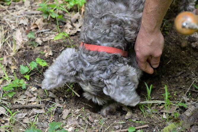 Private Truffle Hunting in Chianti from Florence - From Piazza della Repubblica to Chianti woods by 9:00