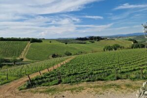 Private Wine Tour best of Chianti Tuscany 6 hours Limo Service - Stop 1: Poggio Amorelli for 3-course lunch, cellar tour, olive and balsamic tastings
