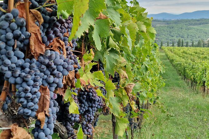 Private Wine Tour Top Wineries, Limousine Service, Florence Tours - Poggio Amorelli in Castellina in Chianti: lunch and a tasting menu style