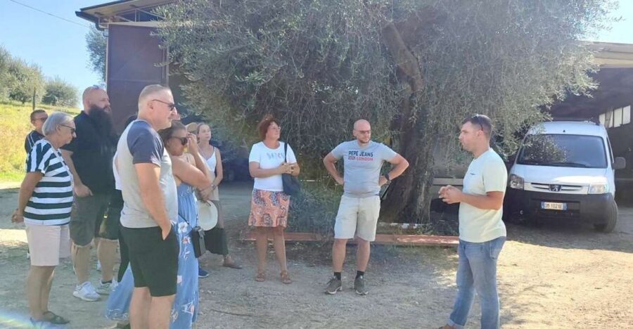 Seggiano: Typical Tuscan Farm Tour with Olive Oil Tasting - Seggiano’s olive grove view and why this tour feels real
