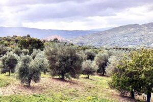 Seggiano: Typical Tuscan Farm Tour with Olive Oil Tasting - From olive grove to extra virgin: what you learn on the walk