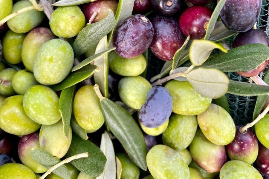 Seggiano: Typical Tuscan Farm Tour with Olive Oil Tasting - Logistics that actually affect your experience